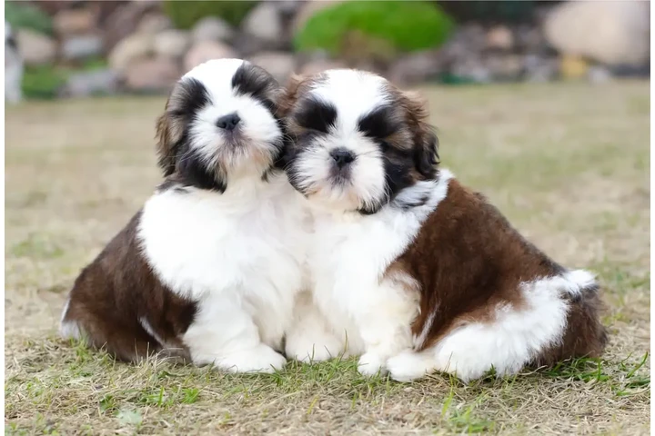 $350 : Shih Tzu taza de té image 2