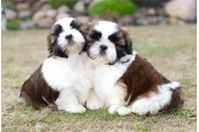 $350 : Shih Tzu taza de té thumbnail