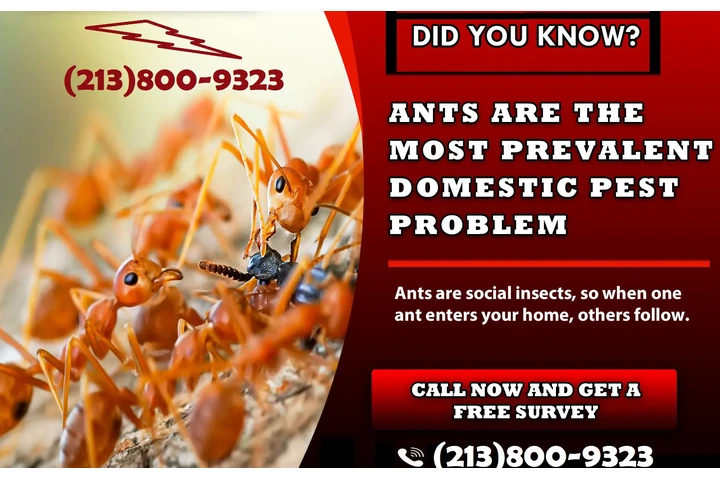 CONTROL TERMITAS (213)800-9323 image 10