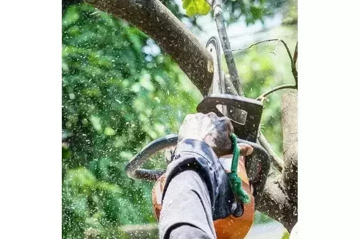 🌳TRIMMERS/PODADORES📍La Habra image 3