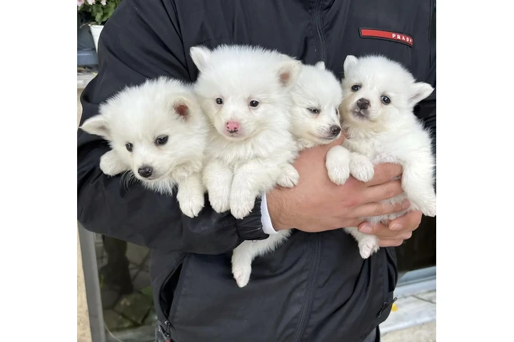 $250 : Teacup pomeranian available image 1