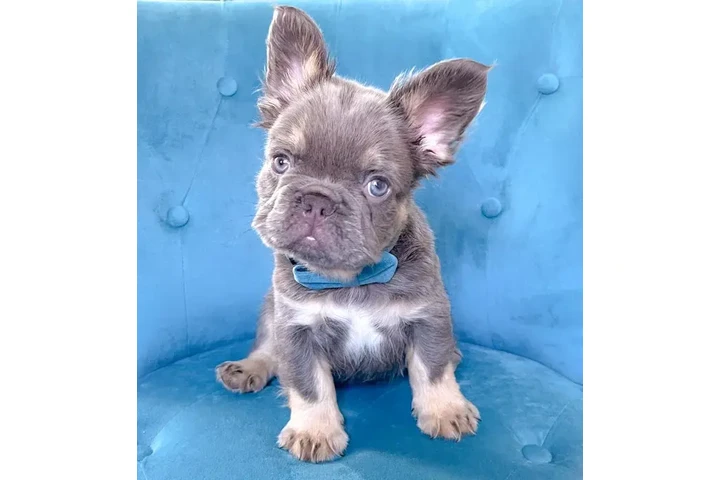 $550 : Cachorros de bulldog francés image 3