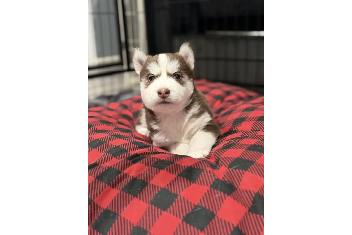 $800 : Husky image 4