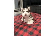 $800 : Husky thumbnail