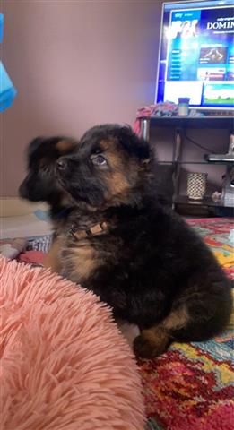 $500 : German Shepherd puppies Availa image 3