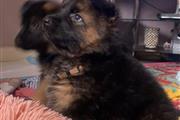 $500 : German Shepherd puppies Availa thumbnail