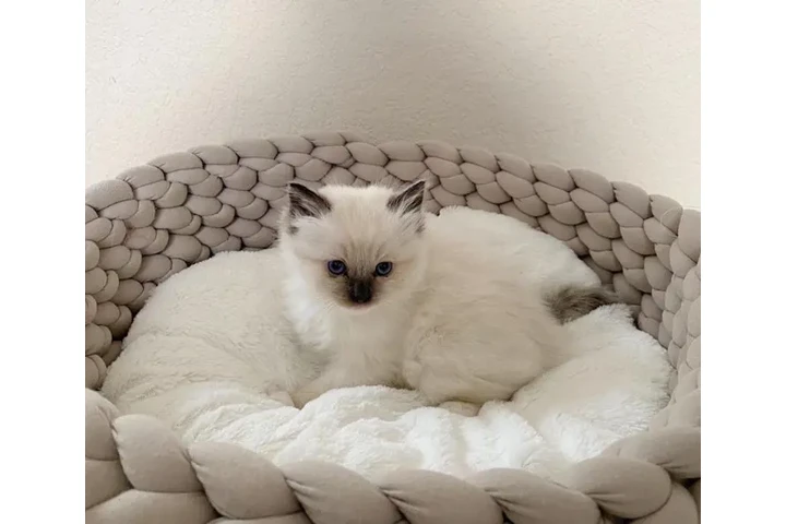 $380 : Maine Coon baby cats for adopt image 1