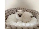 Maine Coon baby cats for adopt en Camden