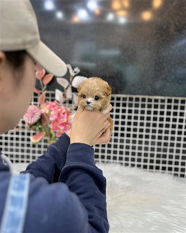 $350 : MALTIPOO EN VENTA image 2