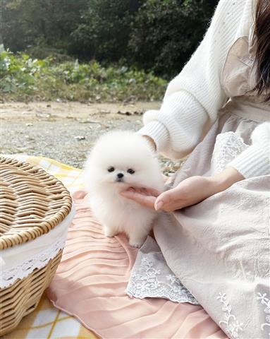 $250 : Pomeranian puppies for sale image 4