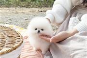 $250 : Pomeranian puppies for sale thumbnail