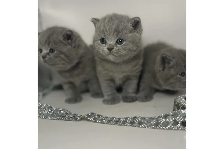 $250 : British Shorthair azul listo image 2