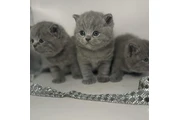 $250 : British Shorthair azul listo thumbnail
