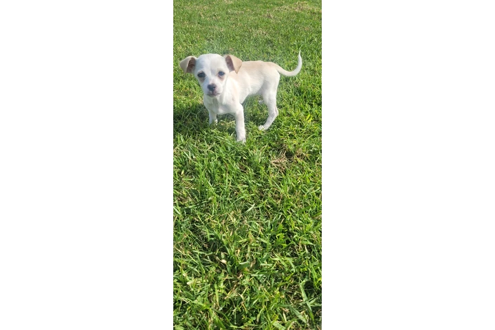 $200 : Chihuahita hermbra image 2