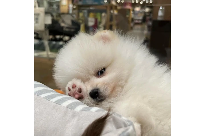 $350 : cachorros de pomerania image 1