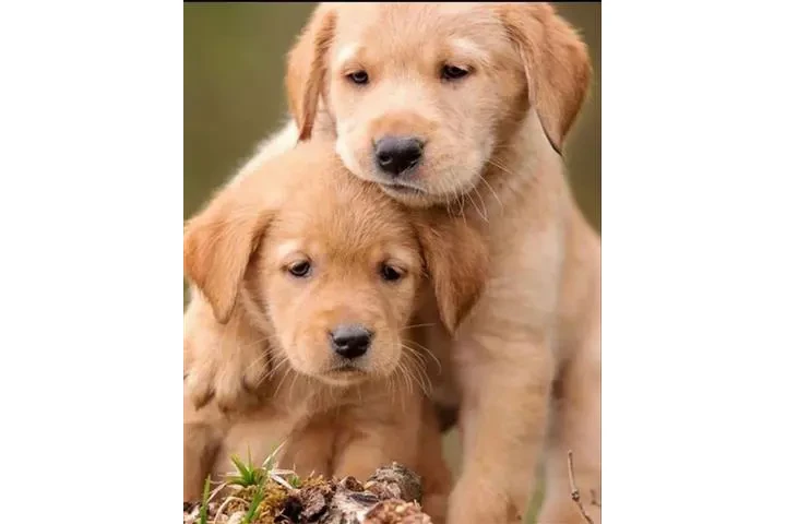 $500 : Adorable Golden Retriever Pups image 2