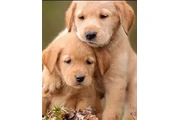$500 : Adorable Golden Retriever Pups thumbnail