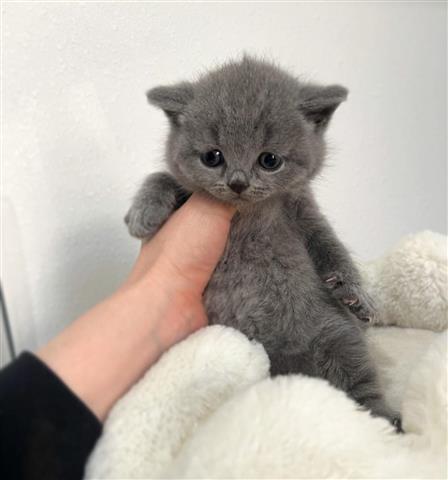 $240 : British Shorthair Kitten Ready image 1