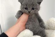 British Shorthair Kitten Ready en Kingston