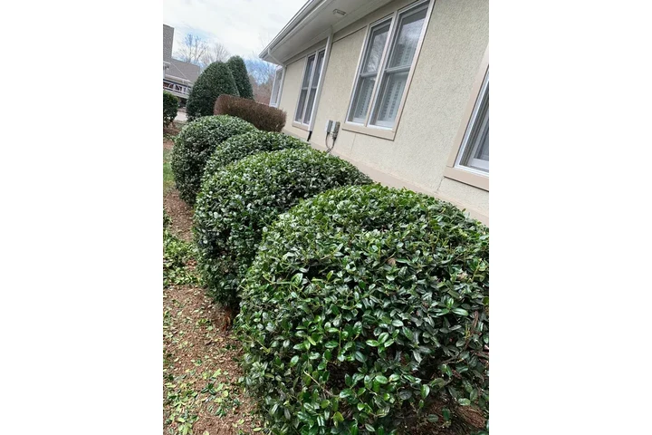 Professional Landscaping image 9