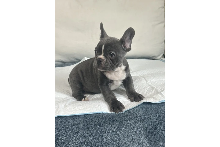 $1500 : Frenchie AKC image 1