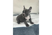 Frenchie AKC en San Bernardino