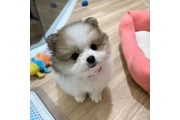 $350 : cachorros de pomerania thumbnail