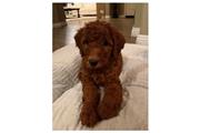 $9000 : red golden doodle thumbnail