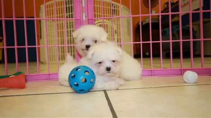 $350 : Cachorros de taza de té maltés image 2