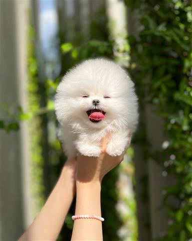 $350 : Pomeranian image 3