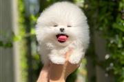 $350 : Pomeranian thumbnail