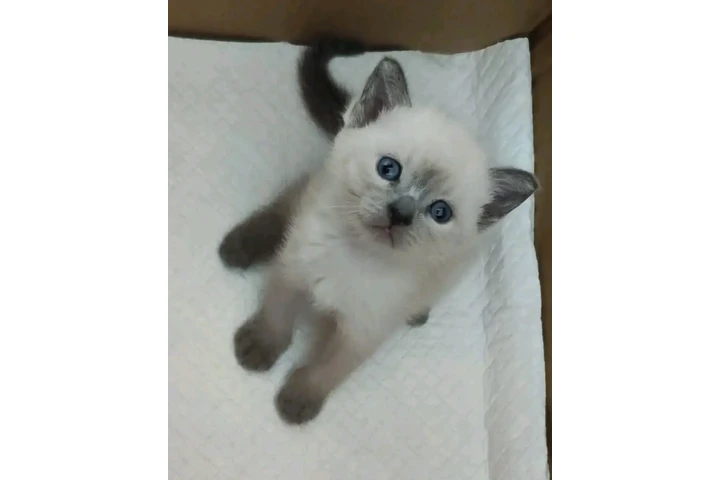 $400 : Ragamuffin cats image 3