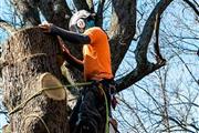 Andre tree services
