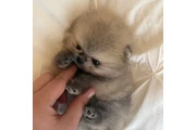 $350 : Pomerania taza de té thumbnail