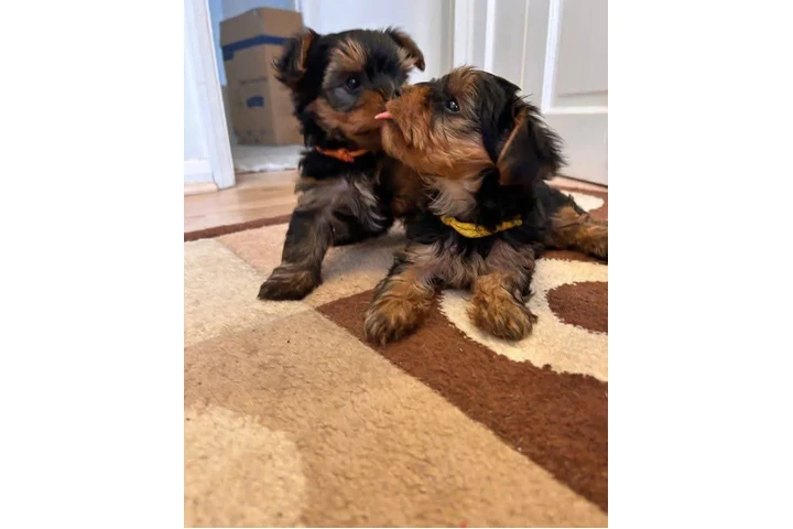 $350 : Cachorros de Yorkie image 1