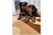 Cachorros de Yorkie en Atlanta