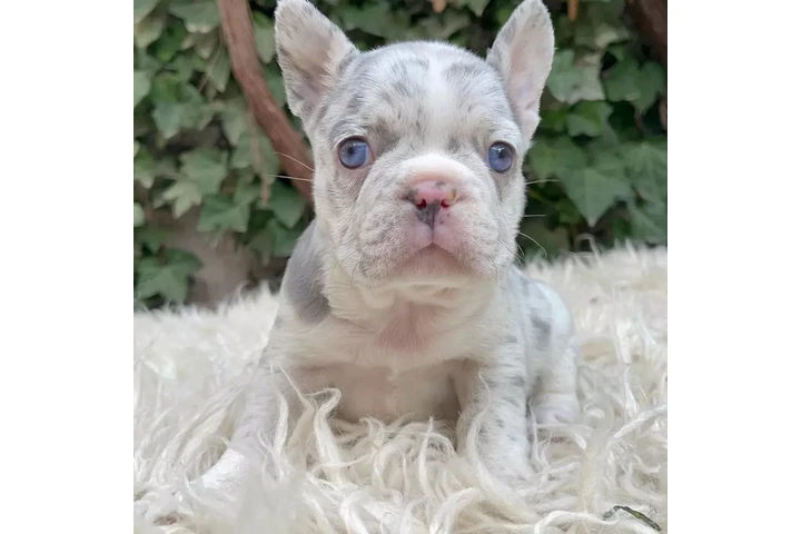 $300 : Pomeranian and French bulldog image 4