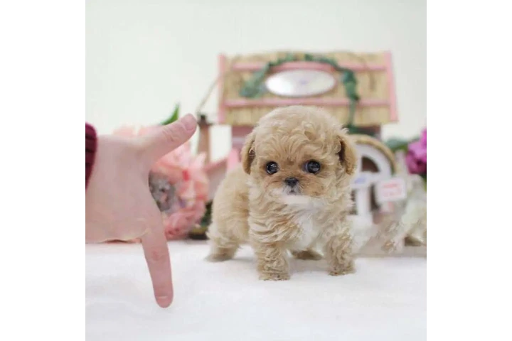 $350 : Caniche miniatura image 3