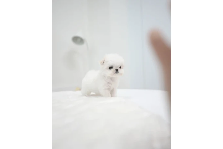 $300 : Maltese puppy image 2