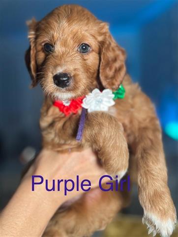 $2300 : Mini Goldendoodle Puppies image 6