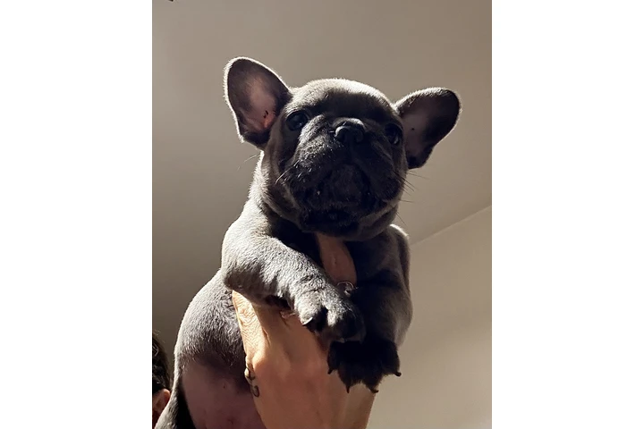 $899000 : Cachorros Bulldog Francés image 5