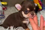 $250 : Cacharro Chihuahua thumbnail