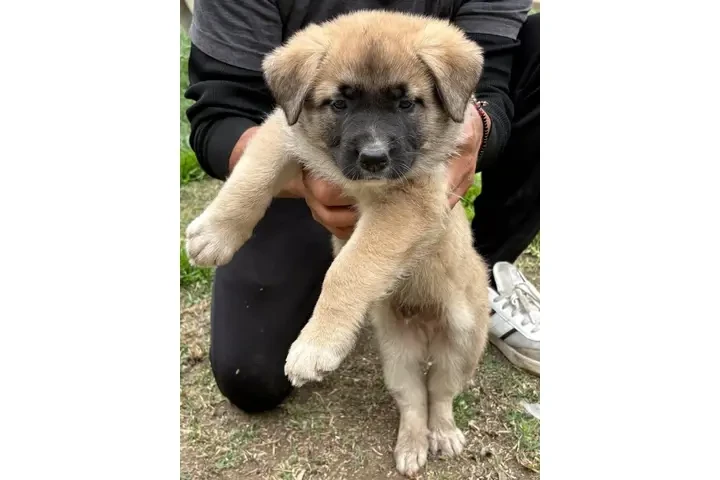 $350 : 🐾 Cachorros en venta 🐾 image 2