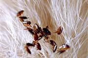 Pest control 100% garantizado en Orange County