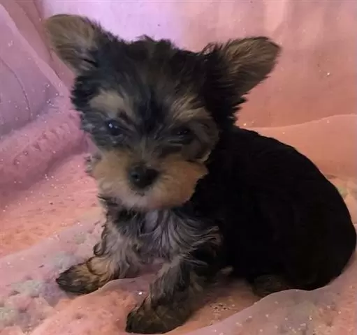 $350 : Cute yorkie puppies for sale image 2