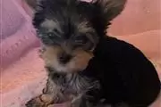 $350 : Cute yorkie puppies for sale thumbnail