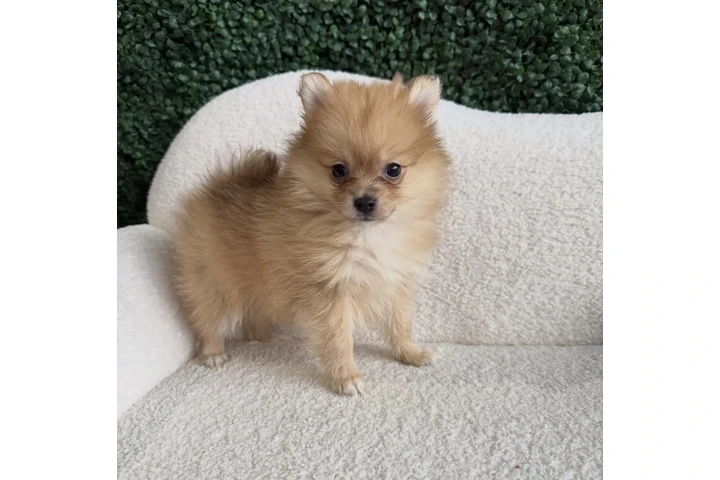 $300 : Teacup Pomeranians image 2