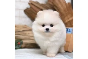 $350 : Pomerania puppies thumbnail