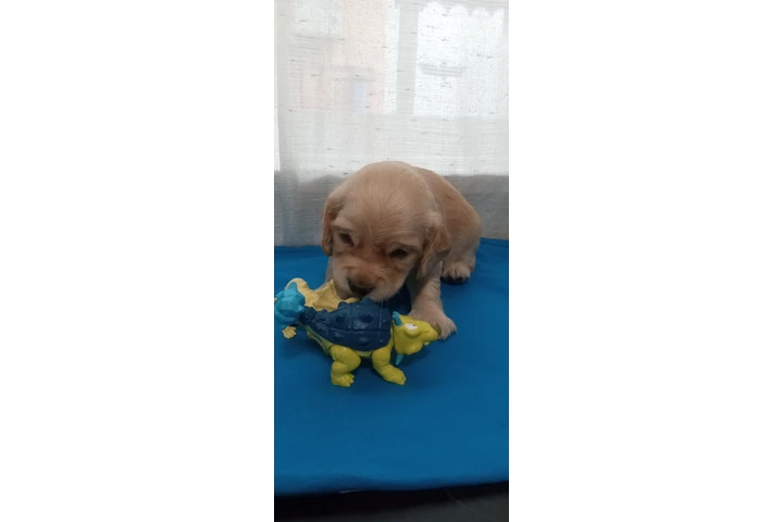 $700 : Cocker spaniels image 5