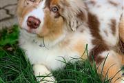 $500 : Australian shepherd puppy for thumbnail
